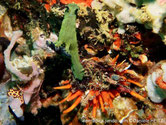 Bivalve, huître, orange,  longues dents irrégulières