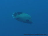 poisson, massif, tête, grosse, front bosse