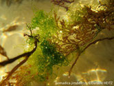 algue, verte, filament, long