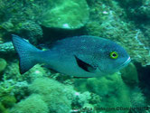 poisson, couleur grisâtre, yeux jaunes, nageoires noires
