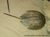 carapace, forme, fer à cheval
