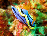 Nudibranche, manteau bleu, bordé noir, jupe orange bordée blanc, rihnophores, panache branchial orange