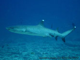 requin, pointe blanche