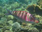 poisson, nez, très long, verdâtre, bleu, rose