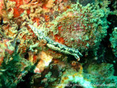 nudibranche