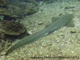 requin, gris brunâtre, taches brunes