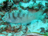 poisson, rayé, blanc irisé, olivâtre