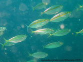 poisson, ovale, allongé, argenté, bande jaune
