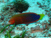 poisson, allongé, corps verdâtre orangé, points bleu vif , moitié arrière, queue jaune