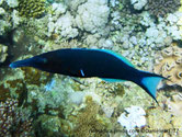poisson, bleu,museau,long, mâle