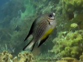 poisson demoiselle, ventre blanc tache jaune