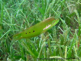 poisson, allongé, vert lumineux, flancs, arrière,  taches noires