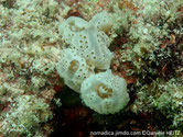 Ascidie coloniale, forme de coussinet, blanc, orifices buccaux alignés, surélevés, larges veines, oricifes cloacaux au sommet, membrane transparente