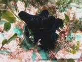 Escargot de mer, manteau, 5 protubérances, noir veiné bleu foncé, ou brun veiné brun foncé avec des taches brunes, coquille invisible