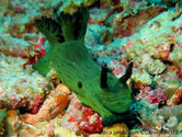 Nudibranche, surface ridée, couleur vert foncé, panache branchiale et rhinophores bleu foncé