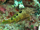 poisson, taches hexagonales, dos, taches, noires, 
