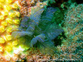 Algue, vert bleu iridescent, forme plume