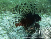 poisson, rayé,  grandes nageoires pectorales, et dorsale