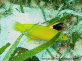 poisson, corps allongé, jaune vif, tête jaune orangé, motif lignes vert lumineux, dorsale, début, tache noire, femelle, + 2 ocelles noirs