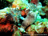 Nudibranche, blanc, lignes logitudinales  et traits bruns, rhinophores anneau bleu, lamellé brun, panache branchial anneau bleu, feuilles brunes