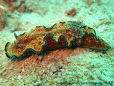 nudibranche