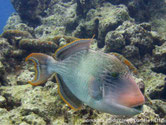 poisson, ovale, museau rosé