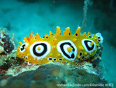 nudibranche verruqueux