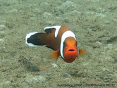 Poisson, couleur orange, orange foncé à noir, dos selle blanche, tête bandeau large blanc, queue marge blanche