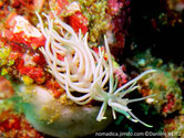 Nudibranche, corps tubulaire, blanc, longs appendices, terminaison jaune pâle