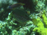 poisson coffre, brun verdâtre, flancs, motif lignes, blanc jaunâtre