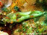 Limace de mer, verte marbrée blanc, bordure orangée discontinue, points noirs