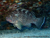 poisson, taches, hexagonales