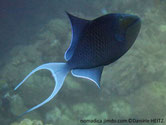 poisson, ovale, bleu