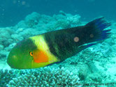 poisson, tête, verte, tache orangé, bande jaune, queue balais