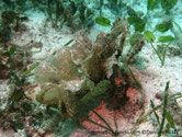 Nudibranche, corps allongé verdâtre à gris brunâtre, tête, voile oral, bordée de poils,  papilles  latérales,en forme d'éventail pédonculé 