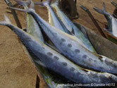 poisson, comprimé latéralement, dos gris foncé, flancs, alignement de taches sombres