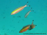 poisson, bande, jaune