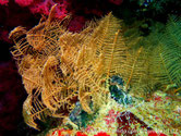 hydraire, plume, rameaux décroissant