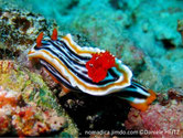 Nudibranche, manteau et pied, fond noir, blands bleuté blanc, rhinophores et panache branchial orangé rouge