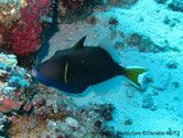 poisson, ovale, gorge bleue, trait jaune