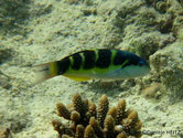 poisson, rayé, noir, jaune