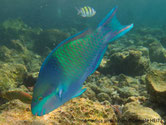 poisson, tête, tache, bleue, large