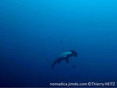 requin, tête, forme, large, aplatie