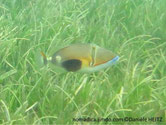 poisson, ovale, corps beige, ventre blanc, flanc tache noire 