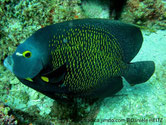 poisson, forme arrondie, couleur gris bleuté, écailles, bordure jaune, oeil cerclé jaune, tache blanche, base opercule, tache jaune