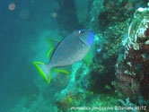 poisson, ovale, beige bleuté, gorge bleue, nageoires, bordures jaunes