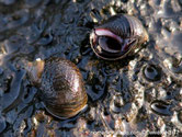 escargot, marin, petit, sombre