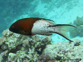 poisson, bicolore