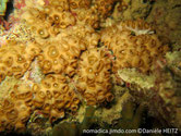 corail mou encroûtant, forme de coussin, surface, polypes, surélevés, tentacules  courts, disque oral