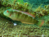 poisson, allongé, corps, verdâtre, lignes rouges, verticales, tête,  2 traits parallèles, noirs, cor